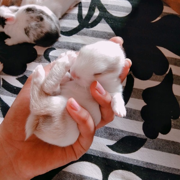 Meet your Posher, Switza - Picture 2 of 5